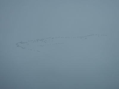 Geese heading south
